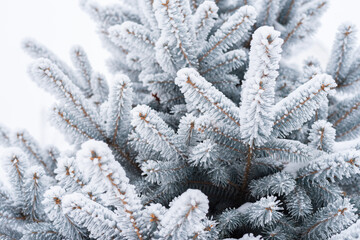 Spruce branches and needles in the snow. Close-up