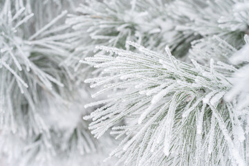 Pine branches and needles are covered with fluffy snow. Macro