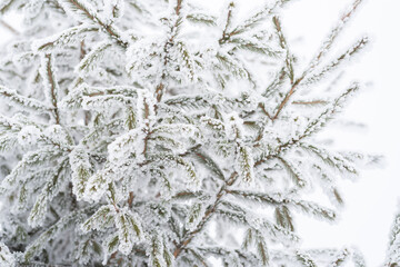 Snow lies on a Christmas tree in the park in winter