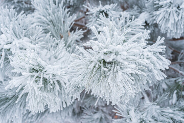 Pine branches and needles are covered with fluffy snow. Macro