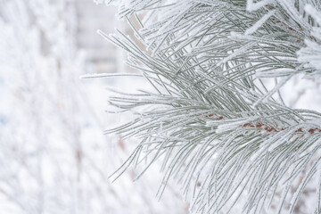 Spruce branches are covered with fluffy snow. Macro