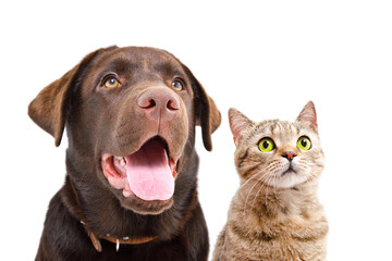 Portrait of a cute Labrador and  cat Scottish Straight, closeup, isolated on a white background