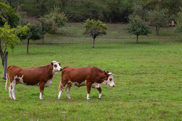 Fototapeta na wymiar cows on a meadow in rural german landscape