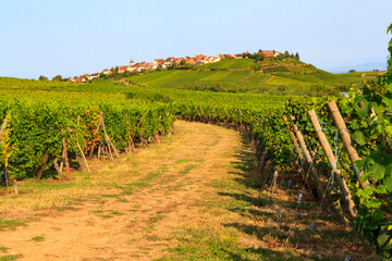 Fototapeta na wymiar View of the Riquevihr village bethween vineyards in Alsace during the summer
