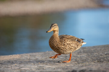 Naklejka na ściany i meble A duck walks along the stone shore of the lake