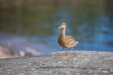 Duck on the stone shore of the lake