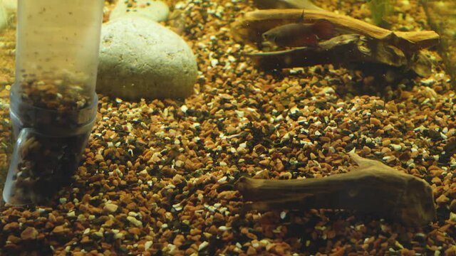 Clean home aquarium from silt on background of fish pet. Water pump