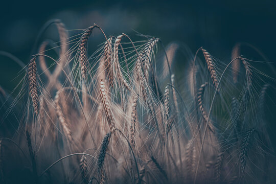 Espigas de escanda o espelta en el campo