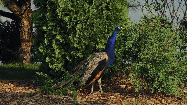 Beautiful Blue Peacock Stands Near a Bush in the Park Early Morning