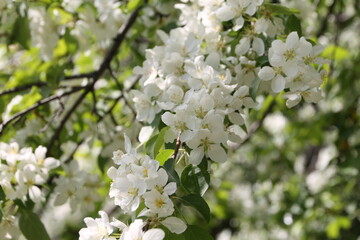 flowers of apple