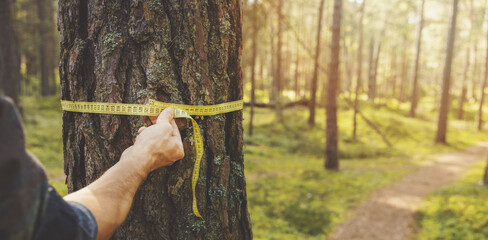 deforestation and forest valuation - man measuring the circumference of a pine tree with a ruler tape. copy space - obrazy, fototapety, plakaty