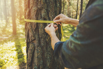 deforestation and forest valuation - man measuring the circumference of a tree with a ruler tape - obrazy, fototapety, plakaty