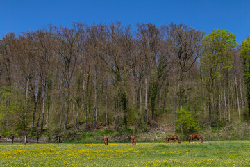 equestrian sport, horses on a paddock eating grass and relaxing in the sun