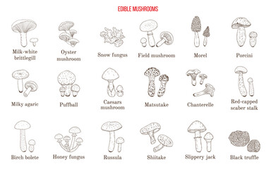 Vector collection of hand drawn edible mushrooms
