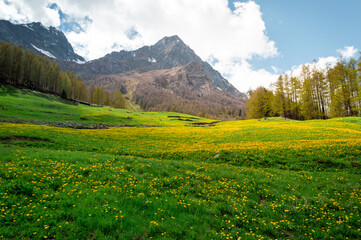 Naklejka premium Green meadow with bright yellow flower in Valle D'Aosta mountains in the trail Monte Rosa Randò