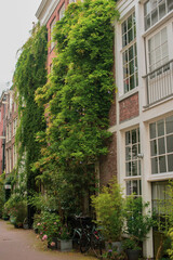 house with green plants in the old district of Amsterdam 