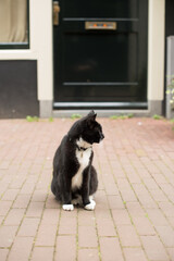 black-white cat on the street 