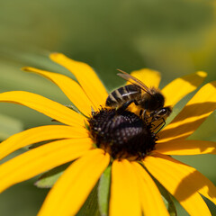 Closeup of a honey bee collecting pollen