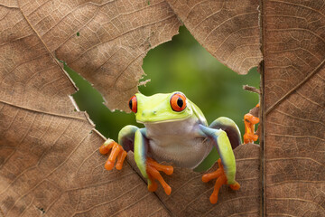 Red Eye tree frog looking out  through a torn dry leaves.