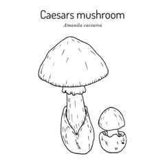 Caesars mushroom Amanita caesarea , edible mushroom