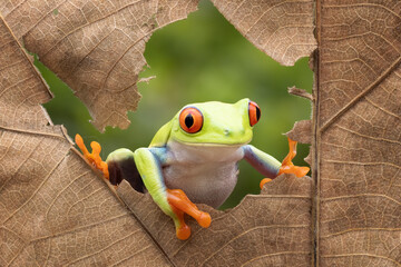 Red Eye tree frog looking out  through a torn dry leaves.