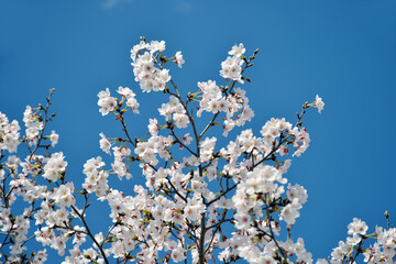 満開の桜