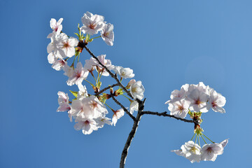 満開の桜