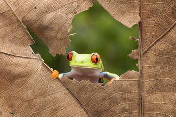 Red Eye tree frog looking out  through a torn dry leaves.