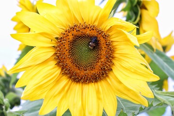 Naklejka premium Big yellow sunflower with bee