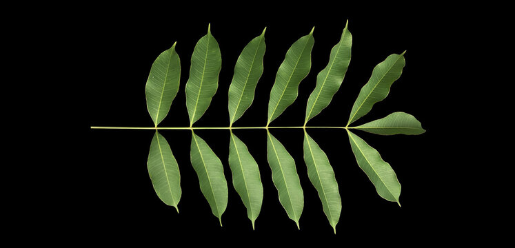 Isolated a single fresh spondias mombin or hog plum leaf with clipping paths.