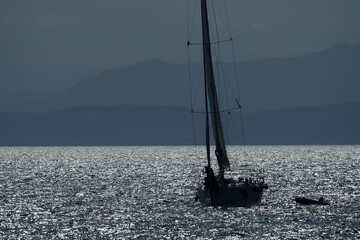 sailboat in genoa ligurian sea