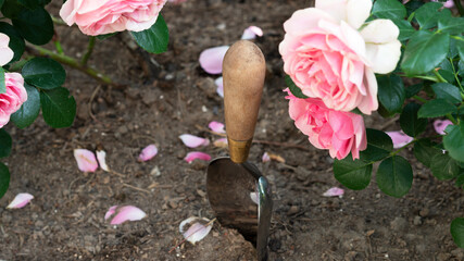 Gardening equipment. Garden trowel or shovel made of silver metal with wooden handle and rose bush...