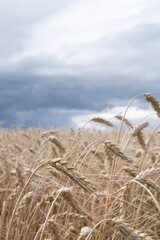 Fototapeta premium A beautiful landscape with a field of ripe rye and a blue summer sky. Background of nature. Stem with seed for cereal bread. Agriculture harvest growth. Selective focus. The poster.