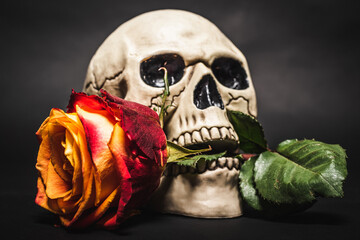 close up of flower in teeth of creepy skull on black