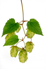 Sprig of hops close-up, isolate on a white background. For banner and label design. It is used in brewing and medicine