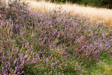 Heide in bloei