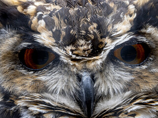 Cape eagle owl bubo capensis african bird