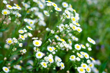 Small, white daisy wildflowers