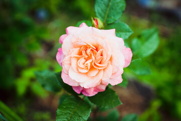 Beautiful pink rose blooming in the garden. Selective focus. Shallow depth of field.