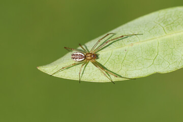 Money Spider, European hammock spider, sheet-web spider  (Linyphia triangularis) of the family Linyphiidae on a leaf. Dutch garden, Late summer, September, Netherlands