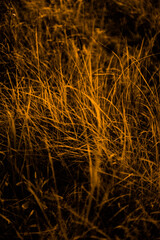 yellow autumn grass, soft focus orange background