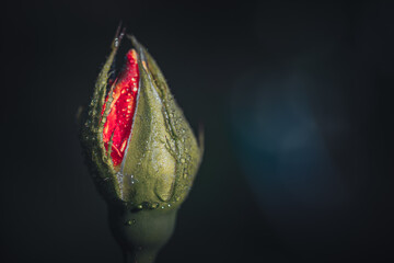 Still life flowers- background art