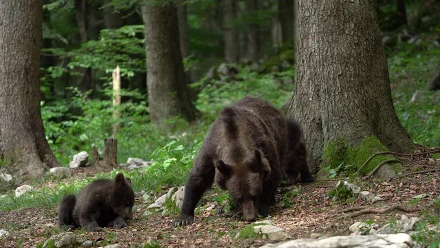 Family of brown bears are feeding in the forest. Cubs with bear mother. Slovenia wildlife.