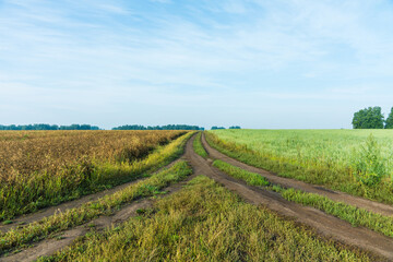 Fototapeta na wymiar Country road between two agriculture field with chickpeas and oat