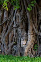 Phra Buddha head attached to a tree, Ayutthaya
