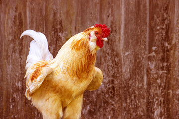 Rooster with raised wings: close-up portrait with room for copying