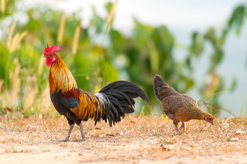 bantam rooster walking on the mountain