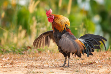 bantam rooster walking on the mountain