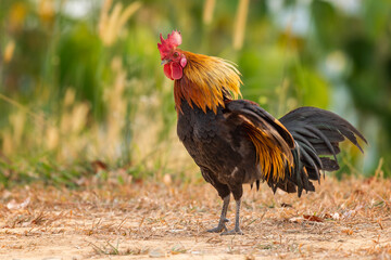 bantam rooster walking on the mountain