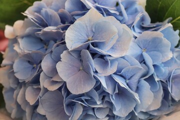 Big beautiful flower blue hydrangea